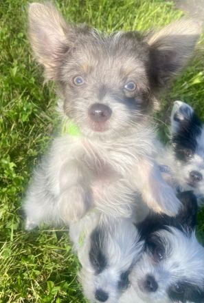 Chinesische Schopfhund Chinese Crested Powderpuffs