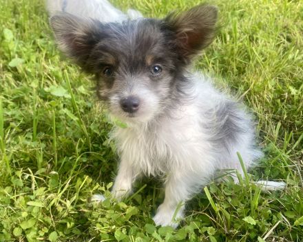 Chinesische Schopfhund Chinese Crested Powderpuffs