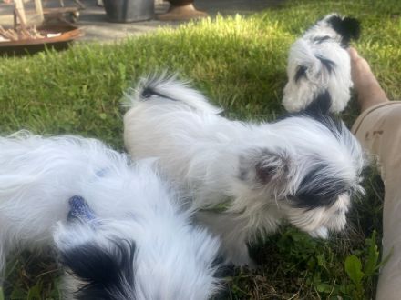 Chinesische Schopfhund Chinese Crested Powderpuffs