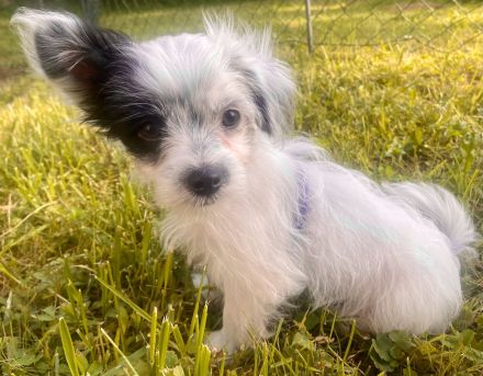 Chinesische Schopfhund Chinese Crested Powderpuffs