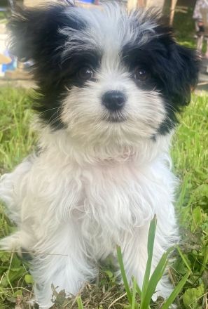 Chinesische Schopfhund Chinese Crested Powderpuffs