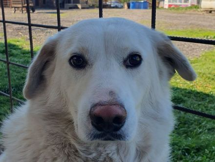 JANOSCH   5-jähriger Labrador-Mix-Rüde braucht ein bißchen Bewegung in seinem Leben, ca. 48 cm