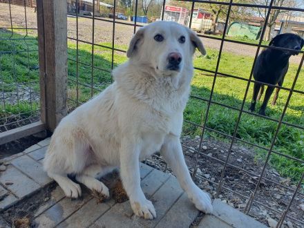 JANOSCH   5-jähriger Labrador-Mix-Rüde braucht ein bißchen Bewegung in seinem Leben, ca. 48 cm