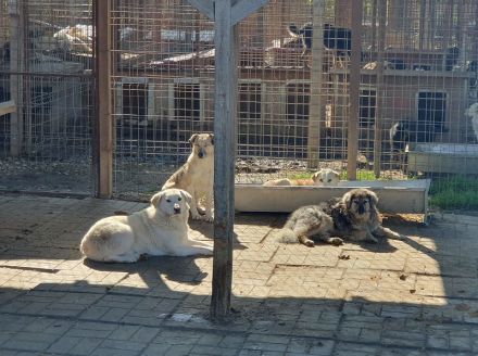 JANOSCH   5-jähriger Labrador-Mix-Rüde braucht ein bißchen Bewegung in seinem Leben, ca. 48 cm