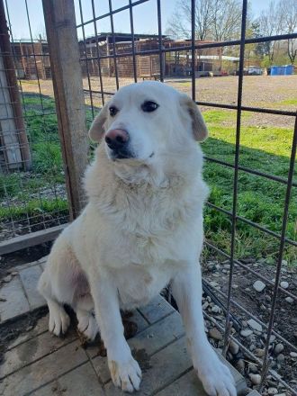 JANOSCH   5-jähriger Labrador-Mix-Rüde braucht ein bißchen Bewegung in seinem Leben, ca. 48 cm