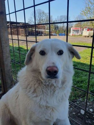 JANOSCH   5-jähriger Labrador-Mix-Rüde braucht ein bißchen Bewegung in seinem Leben, ca. 48 cm
