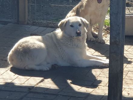 JANOSCH   5-jähriger Labrador-Mix-Rüde braucht ein bißchen Bewegung in seinem Leben, ca. 48 cm