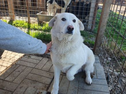 JANOSCH   5-jähriger Labrador-Mix-Rüde braucht ein bißchen Bewegung in seinem Leben, ca. 48 cm