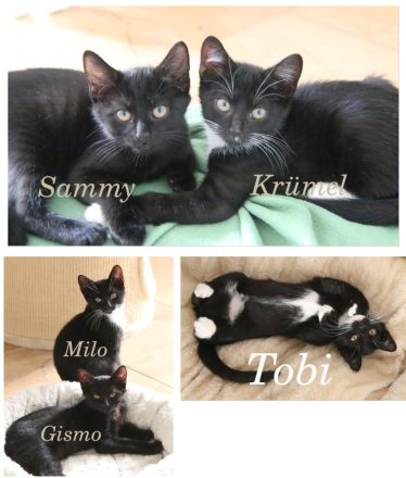 5 grossartige junge Katerchen abzugeben