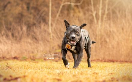Fiero freut sich auf ein Leben an eurer Seite!