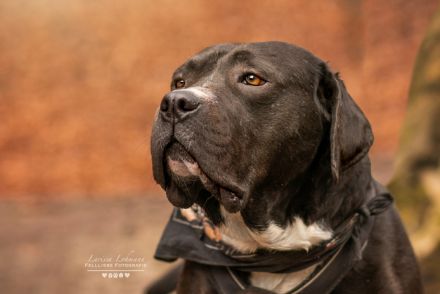 Fiero freut sich auf ein Leben an eurer Seite!