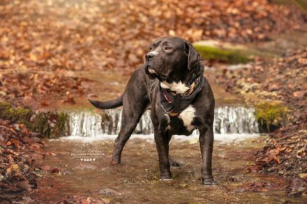 Fiero freut sich auf ein Leben an eurer Seite!
