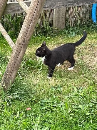 Katzenbabys ca 14 Wochen jung