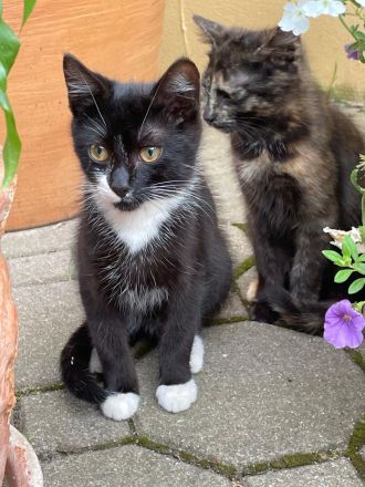 Katzenbabys ca 14 Wochen jung