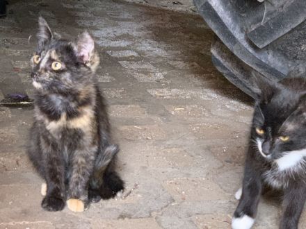 Katzenbabys ca 14 Wochen jung