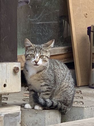 Katzenbabys ca 14 Wochen jung