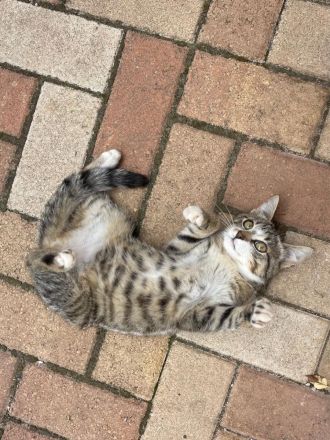 Katzenbabys ca 14 Wochen jung