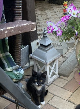 Katzenbabys ca 14 Wochen jung