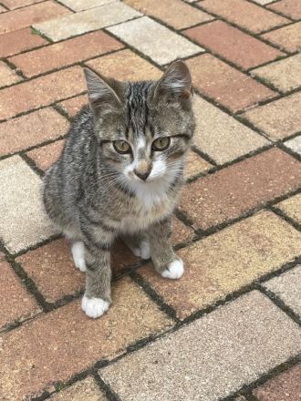 Katzenbabys ca 14 Wochen jung