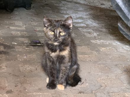 Katzenbabys ca 14 Wochen jung