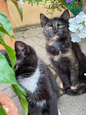 Katzenbabys ca 14 Wochen jung