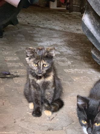 Katzenbabys ca 14 Wochen jung