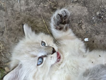 Maine coon mischlingekatze