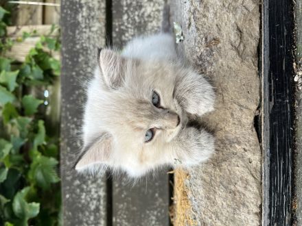 Maine coon mischlingekatze