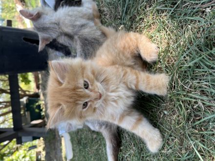 Maine coon mischlingekatze