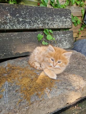 Maine coon mischlingekatze