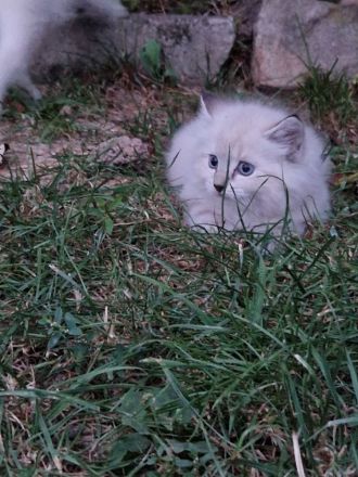 Maine coon mischlingekatze