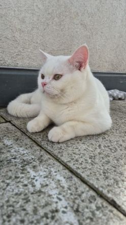 BKH Katze Deckkater