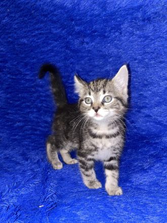 Süße Kitten suchen ein neues zu Hause