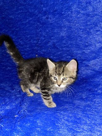 Süße Kitten suchen ein neues zu Hause