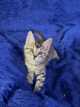 Süße Kitten suchen ein neues zu Hause