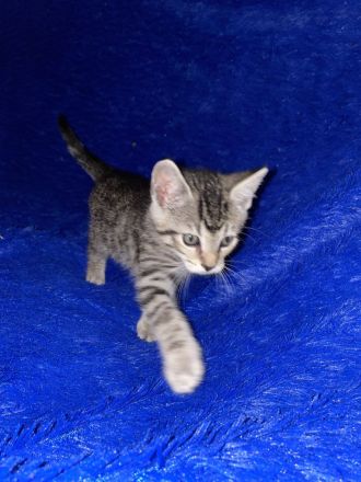 Süße Kitten suchen ein neues zu Hause