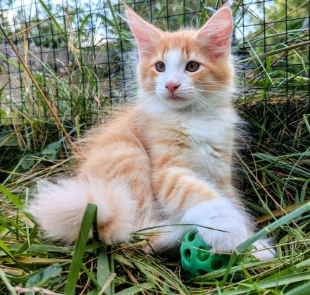 Norwegische Waldkatze Katze Kitten Haustier NFO Kater