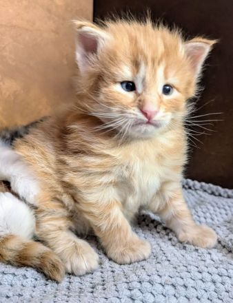 Norwegische Waldkatze Katze Kitten Haustier NFO Kater