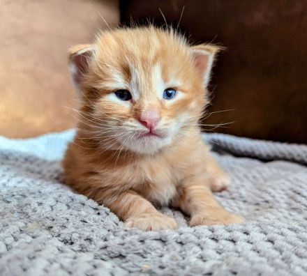 Norwegische Waldkatze Katze Kitten Haustier NFO Kater