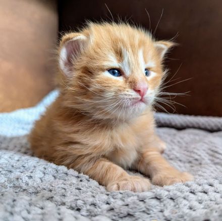 Norwegische Waldkatze Katze Kitten Haustier NFO Kater