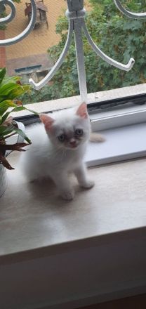 Britisch Kurzhaar Kitten❤️