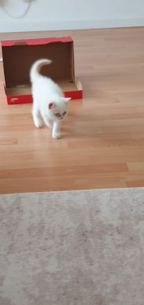 Britisch Kurzhaar Kitten❤️