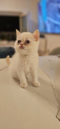 Britisch Kurzhaar Kitten❤️