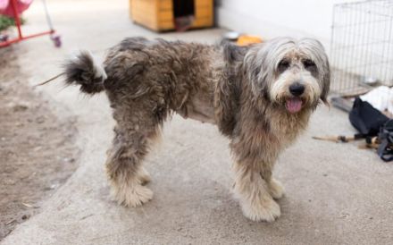 Wuschelhündin Flocke sucht ein Zuhause