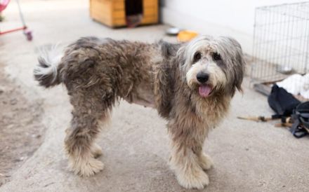 Wuschelhündin Flocke sucht ein Zuhause