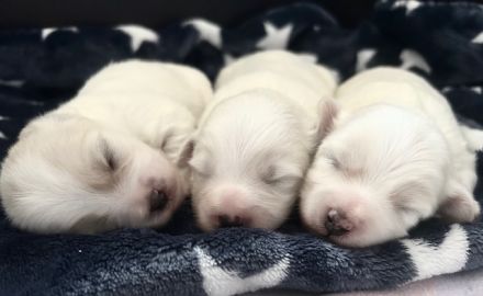 Wir planen einen Wurf Coton de Tuléar Welpen (VDH/FCI) für April 2025