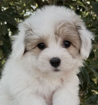 Wir planen einen Wurf Coton de Tuléar Welpen (VDH/FCI) für Ende Mai 2026!