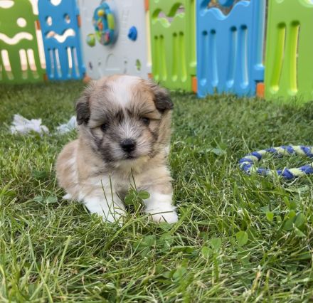 Wir planen einen Wurf Coton de Tuléar Welpen (VDH/FCI) für Ende Mai 2026!