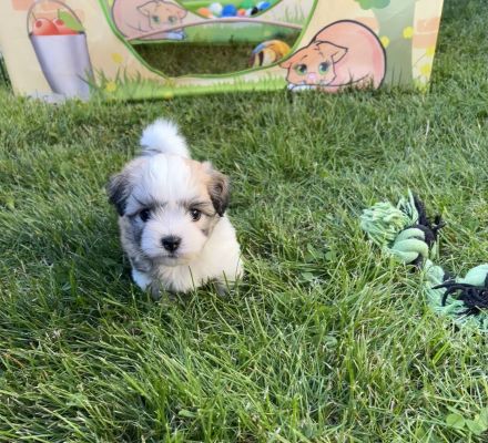 Wir planen einen Wurf Coton de Tuléar Welpen (VDH/FCI) für Ende Mai 2026!