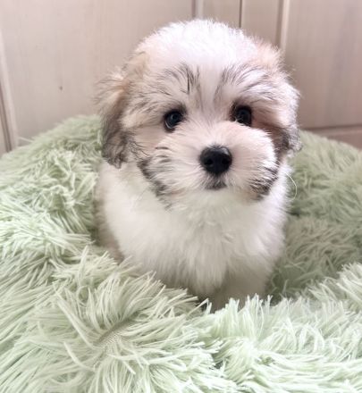 Wir planen einen Wurf Coton de Tuléar Welpen (VDH/FCI) für Ende Mai 2026!